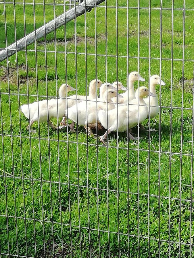Haeuschen Im Gruenen Villa Jornstorf Kültér fotó